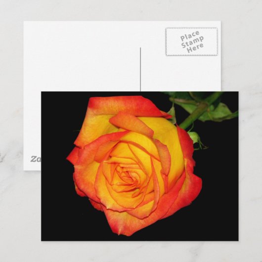 Oranje-gele Rose Briefkaart (Voorkant / Achterkant)