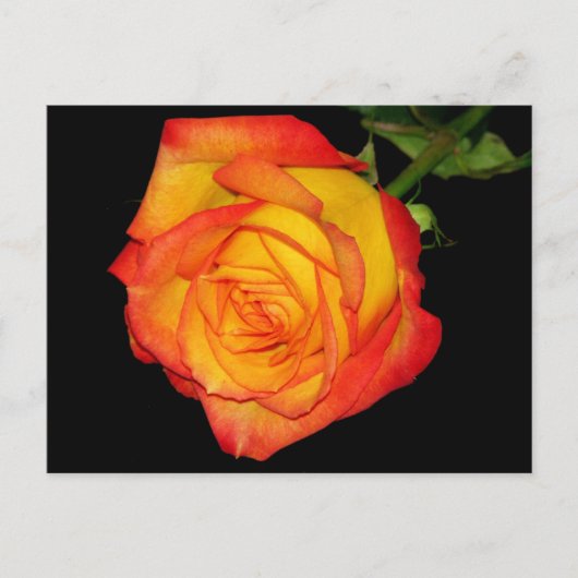 Oranje-gele Rose Briefkaart (Voorkant)