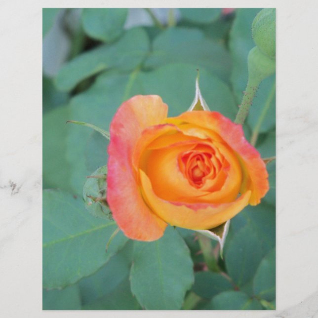 oranje gele rozenbloem (Voorkant)