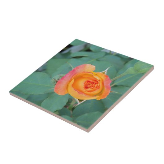 oranje gele rozenbloem tegeltje (Zijkant)