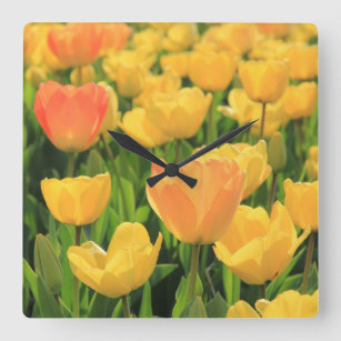 Oranje gele tulpen van Thespringgarden Vierkante Klok