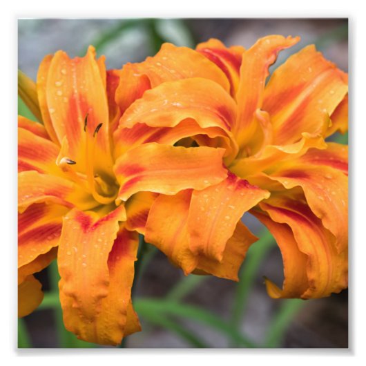 Oranje gelilies foto afdruk (Voorkant)