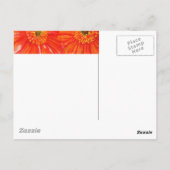 Oranje Gerber Briefkaarten (Achterkant)