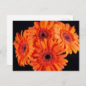 Oranje Gerber Daisies Aankondigingskaart (Voorkant / Achterkant)