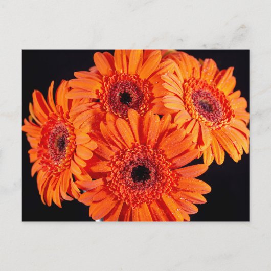 Oranje Gerber Daisies Aankondigingskaart (Voorkant)
