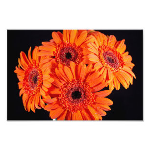 Oranje Gerber Daisies Foto Afdruk