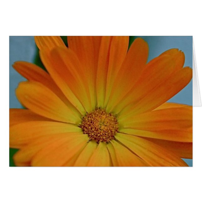 Oranje Gerber Daisy (Voorkant Horizontaal)