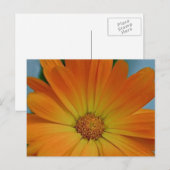 Oranje Gerber Daisy Briefkaart (Voorkant / Achterkant)