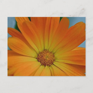 Oranje Gerber Daisy Briefkaart