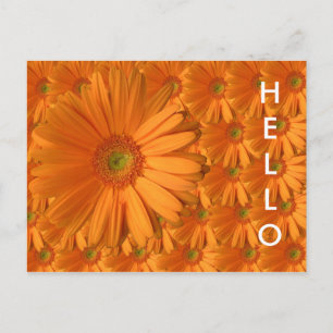 Oranje Gerber Daisy Briefkaart