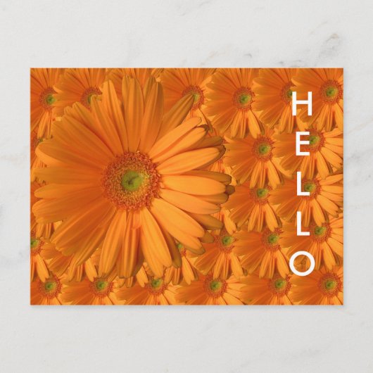 Oranje Gerber Daisy Briefkaart (Voorkant)