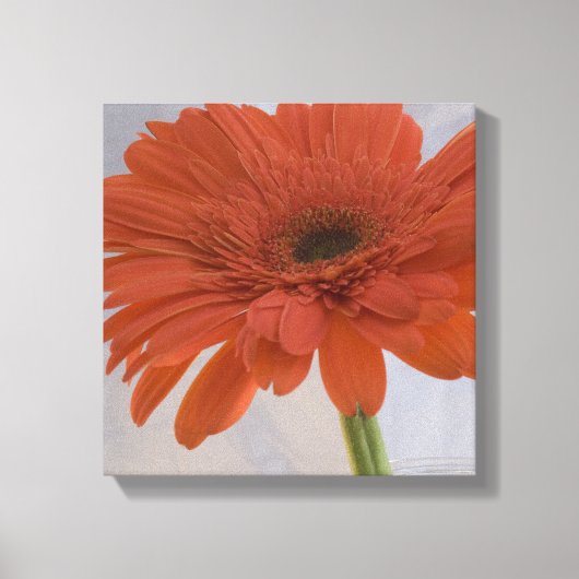 Oranje Gerber Daisy Flower Canvas Afdruk (Voorkant)