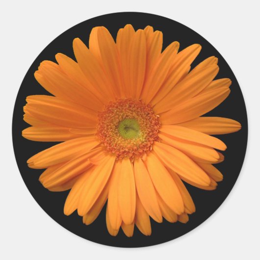 Oranje Gerber Daisy Ronde Sticker (Voorkant)