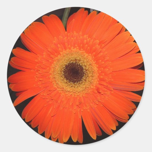 Oranje Gerber Daisy Ronde Sticker (Voorkant)
