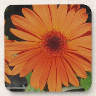 Oranje Gerber gerbera Daisy daisie Bier Onderzetter