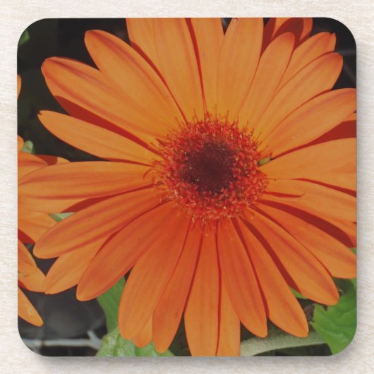 Oranje Gerber gerbera Daisy daisie Bier Onderzetter (Voorkant)