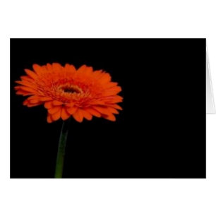 oranje gerbera1