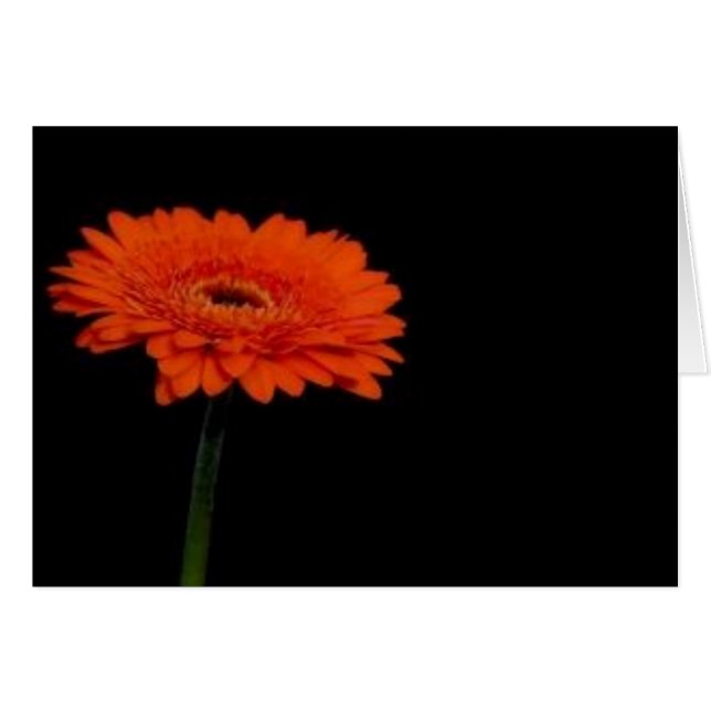 oranje gerbera1 (Voorkant Horizontaal)