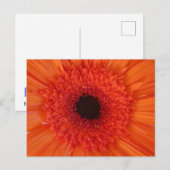 Oranje Gerbera Close Up DIY Briefkaart (Voorkant / Achterkant)