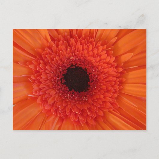 Oranje Gerbera Close Up DIY Briefkaart (Voorkant)