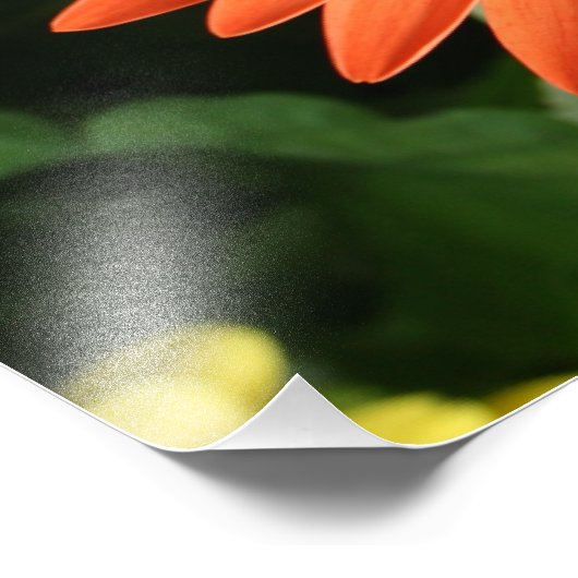 oranje gerbera daisy ( 1 van 3 ) foto afdruk (Hoek)