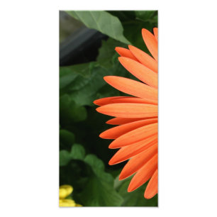 oranje gerbera daisy ( 1 van 3 ) foto afdruk