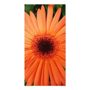 oranje gerbera daisy (2 van 3) foto afdruk