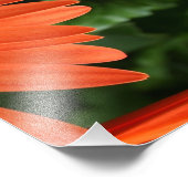 oranje gerbera daisy ( 3 van 3 ) foto afdruk (Hoek)