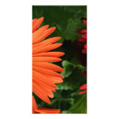 oranje gerbera daisy ( 3 van 3 ) foto afdruk (Voorkant)