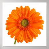 Oranje Gerbera Daisy-bloem op witte foto Poster (Voorkant)