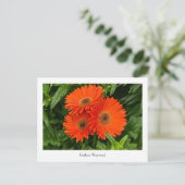 Oranje Gerbera Daisy Collectible Briefkaart (Staand voorkant)