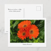 Oranje Gerbera Daisy Collectible Briefkaart (Voorkant / Achterkant)