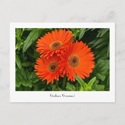 Oranje Gerbera Daisy Collectible Briefkaart (Voorkant)