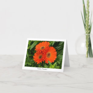 Oranje Gerbera Daisy Collectible Greeting Note Kaart