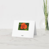 Oranje Gerbera Daisy Collectible Greeting Note Kaart (Achterkant)
