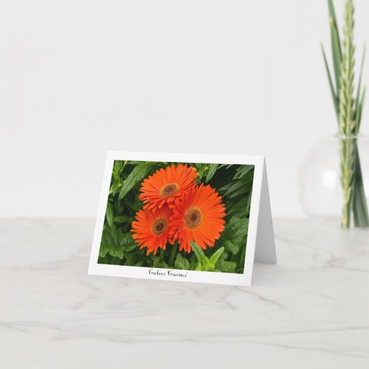 Oranje Gerbera Daisy Collectible Greeting Note Kaart (Voorkant)