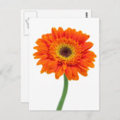 Oranje Gerbera Daisy Flower Briefkaart (Voorkant / Achterkant)
