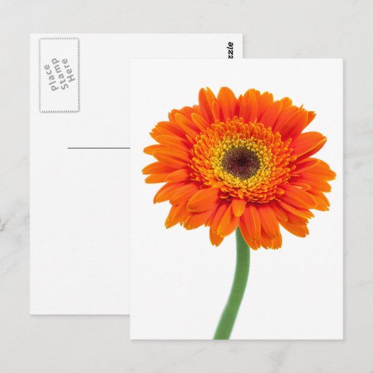 Oranje Gerbera Daisy Flower Briefkaart (Voorkant / Achterkant)