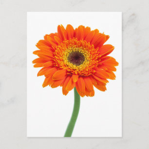 Oranje Gerbera Daisy Flower Briefkaart