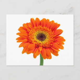 Oranje Gerbera Daisy Flower Briefkaart
