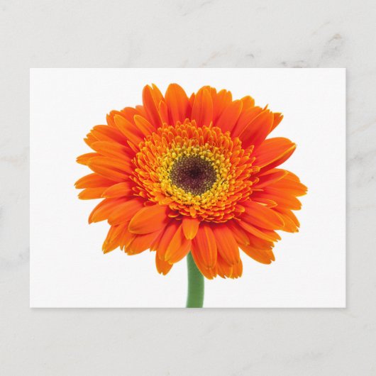 Oranje Gerbera Daisy Flower Briefkaart (Voorkant)