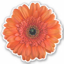 Oranje Gerbera Daisy Flower Kiss-Cut Sticker