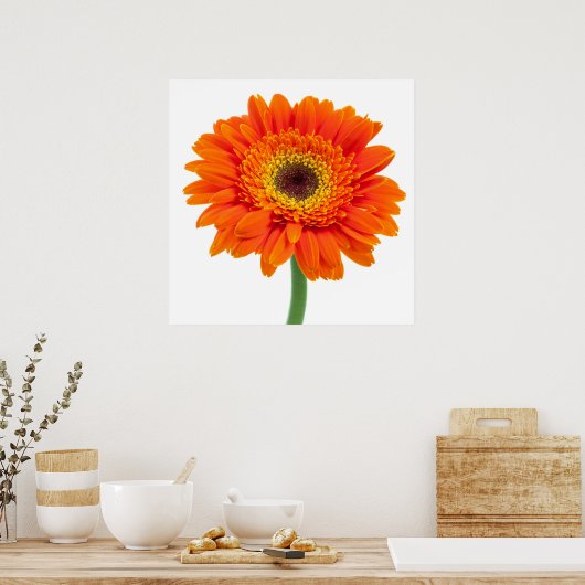 Oranje Gerbera Daisy Flower Poster (Keuken)
