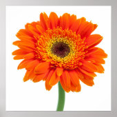 Oranje Gerbera Daisy Flower Poster (Voorkant)