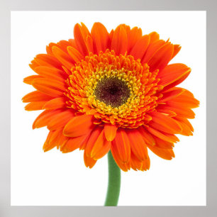 Oranje Gerbera Daisy Flower Poster