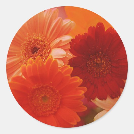 Oranje Gerbera Daisy Flowers Art Decale Stickers (Voorkant)