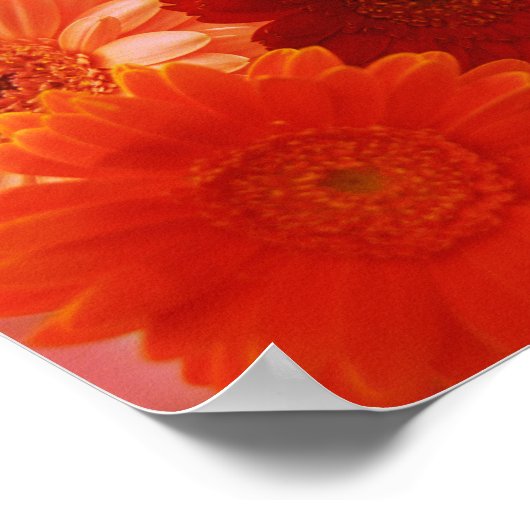 Oranje Gerbera Daisy Flowers Wall Art Poster (Hoek)