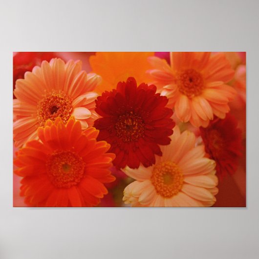 Oranje Gerbera Daisy Flowers Wall Art Poster (Voorkant)