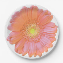 Oranje gerbera daisy