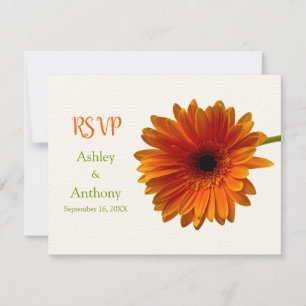 Oranje Gerbera Daisy Reactie Kaart